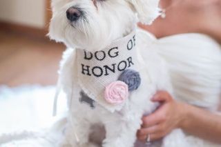 Pet of Honor