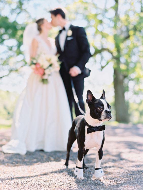 Pet of Honor