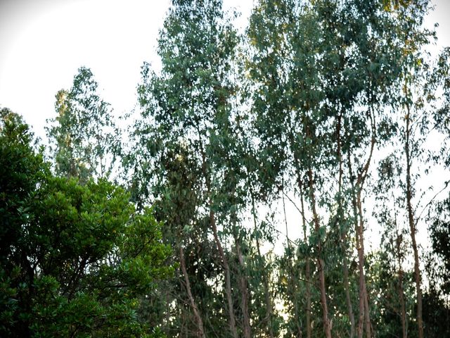 O casamento de David e Joana em Vale de Lobos, Sintra 146