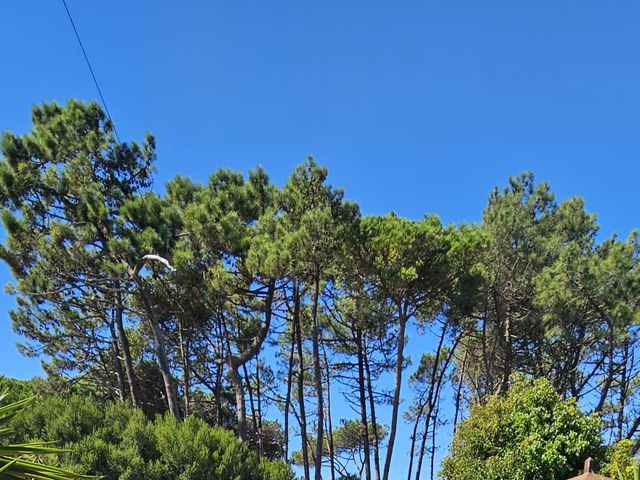 O casamento de Rui Moura  e Manuela Miranda  em Sintra, Sintra 18