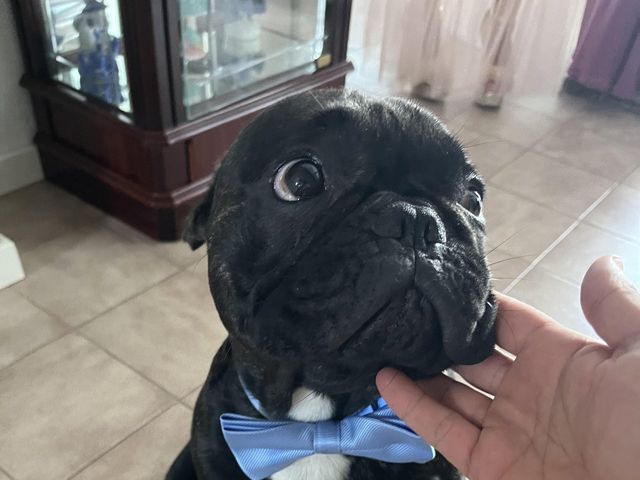 O casamento de Diana e Leonardo em Meixomil, Paços de Ferreira 3