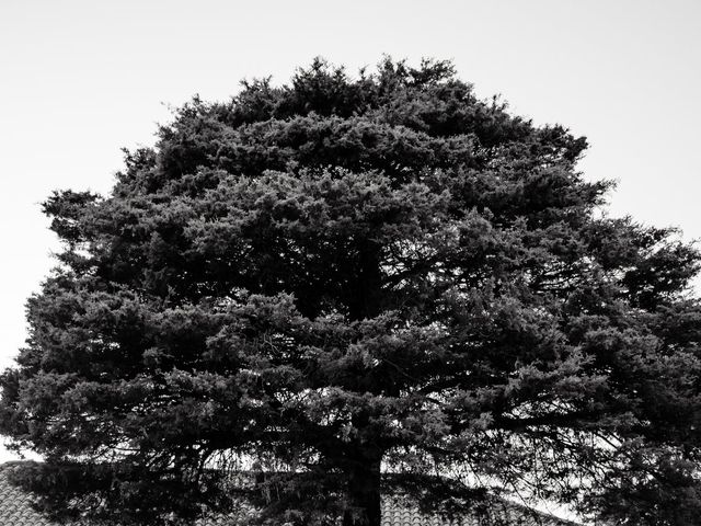 O casamento de Micael e Cátia em Aguiar da Beira, Aguiar da Beira 50