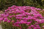 Jardins