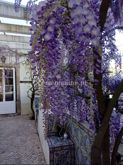Aura Vinea
