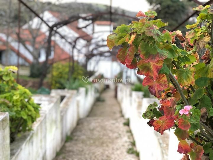 Aura Vinea