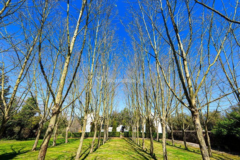 Jardim Plátanos
