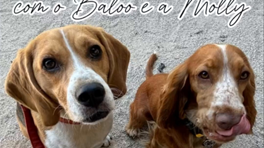 Wedding Baloo e Molly