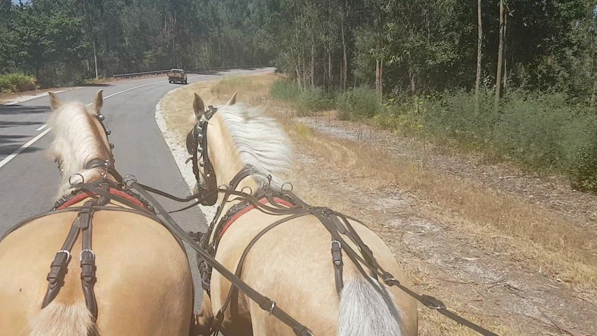 Sociedade Hoteleira A Lampreia Lda