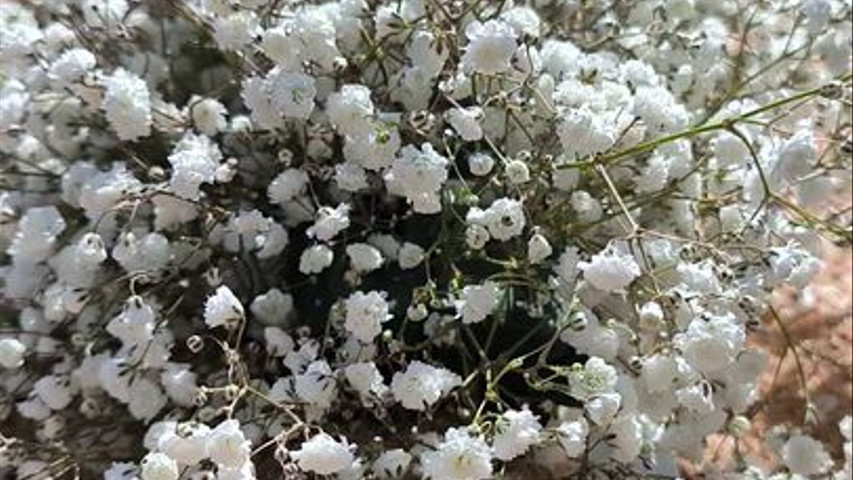 ByDora Flowers