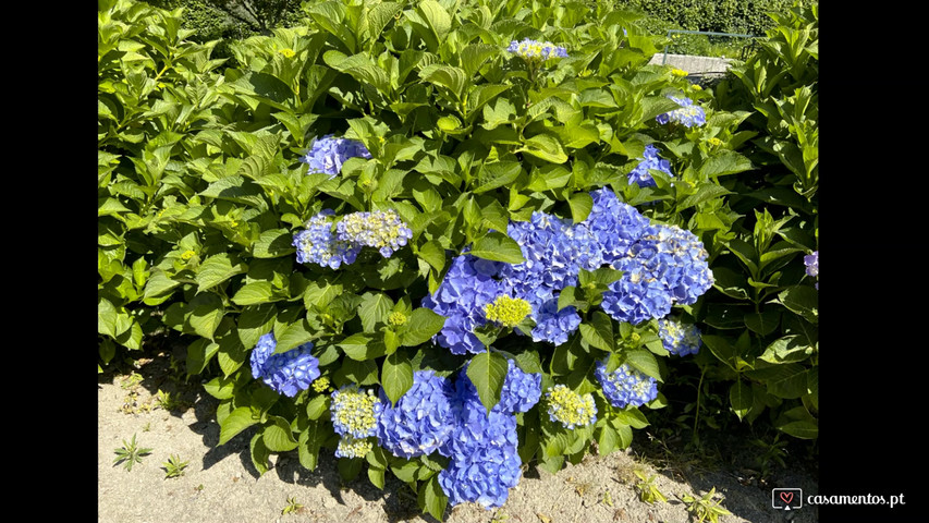 Hortênsias