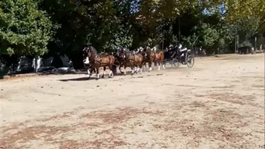 Charretes com Cavalos