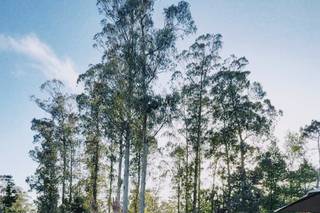 Bosque Eventos - 7