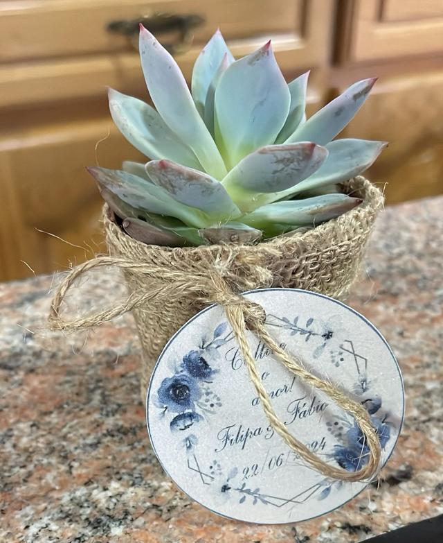 Suculentas Jogui - 3