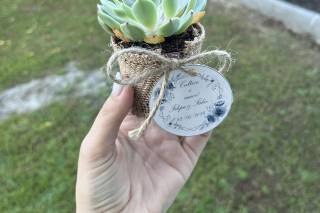 Suculentas Jogui - 7