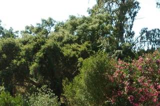 Restaurante Ribagolfe - 6