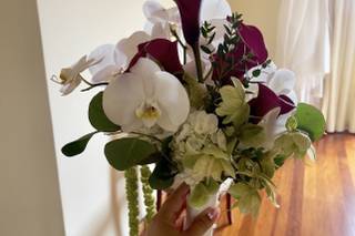 A Tulipa - 5