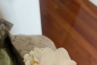 A Tulipa - 7