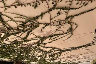 Cerca das Palmeiras - 6