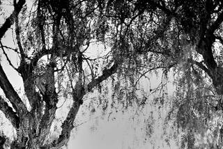 Labiza PhotoArt - 1