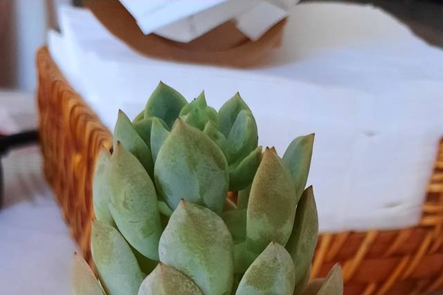Cultivo d'Amor 1