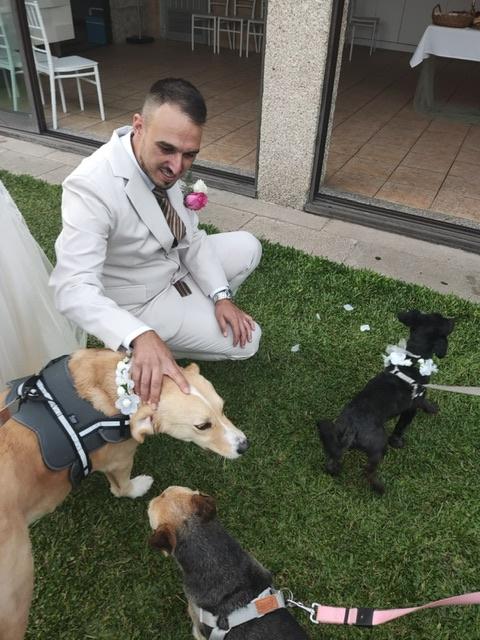 Dogs In Wed - 1