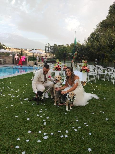 Dogs In Wed - 2