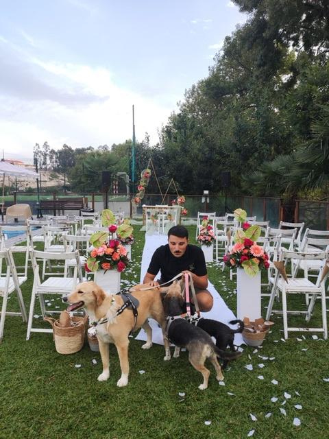 Dogs In Wed - 3
