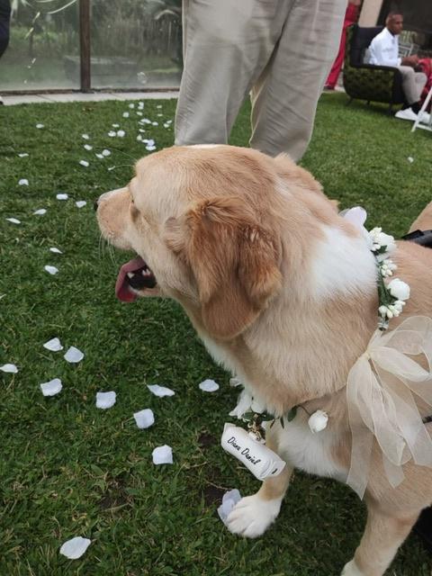 Dogs In Wed - 4