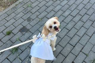 Dear Petsitter - 9