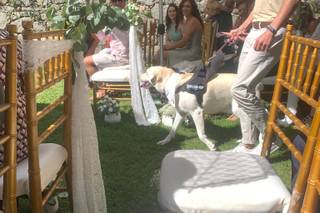 Amor de Quatro Patas - 20