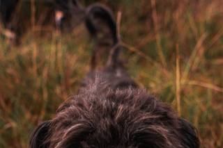Blackfox Films - 9