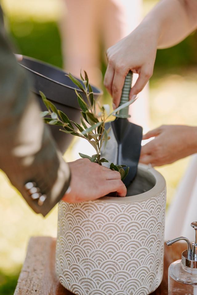 Oliveiras Viveiros Portugal - 2