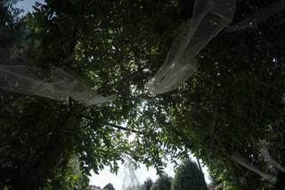 Quinta Espírito Santo - 18