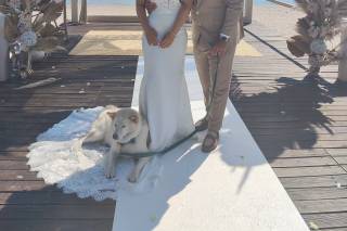 Dogs In Wed - 6