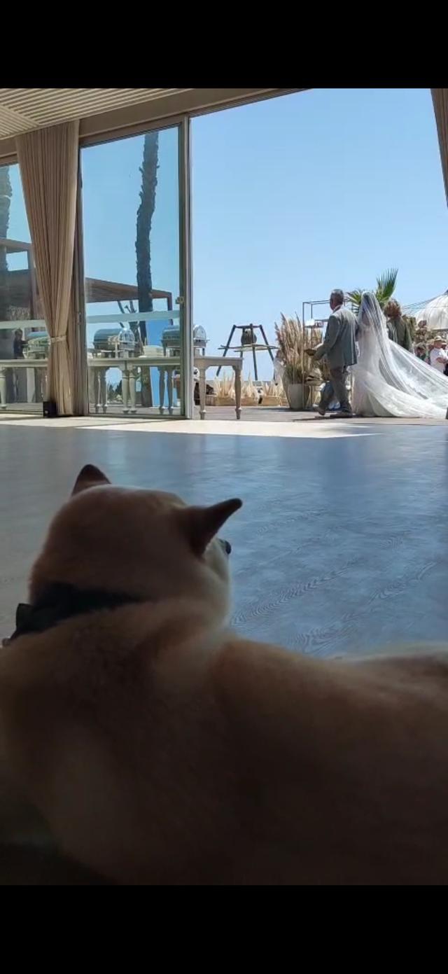Dogs In Wed - 3