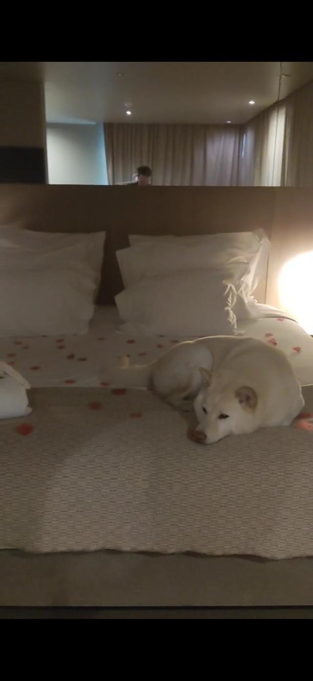 Dogs In Wed - 4