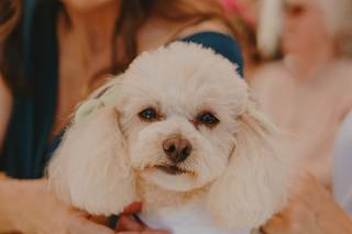 Dear Petsitter - 5
