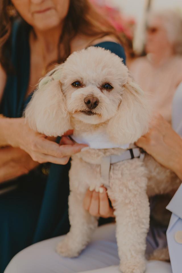 Dear Petsitter - 1