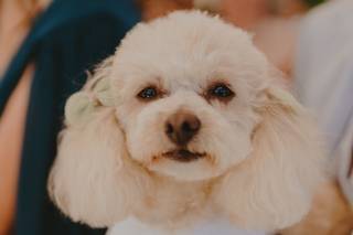 Dear Petsitter - 6