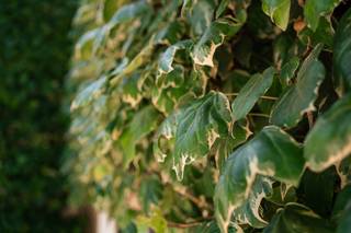 Quinta das Rosas - 20