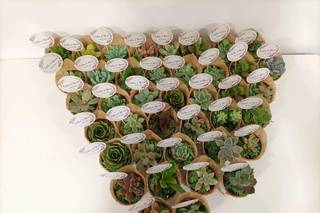 SuculentArt - 4