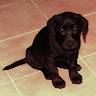 Henrique