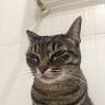 José