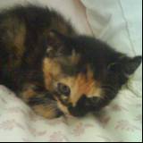 Lilam