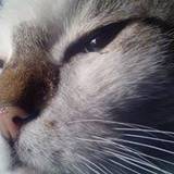 Dulce