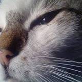 Dulce