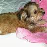 Ines