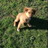 Belinha