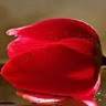 Andreia