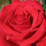 Flor